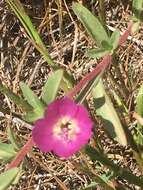 Plancia ëd Clarkia prostrata H. & M. Lewis