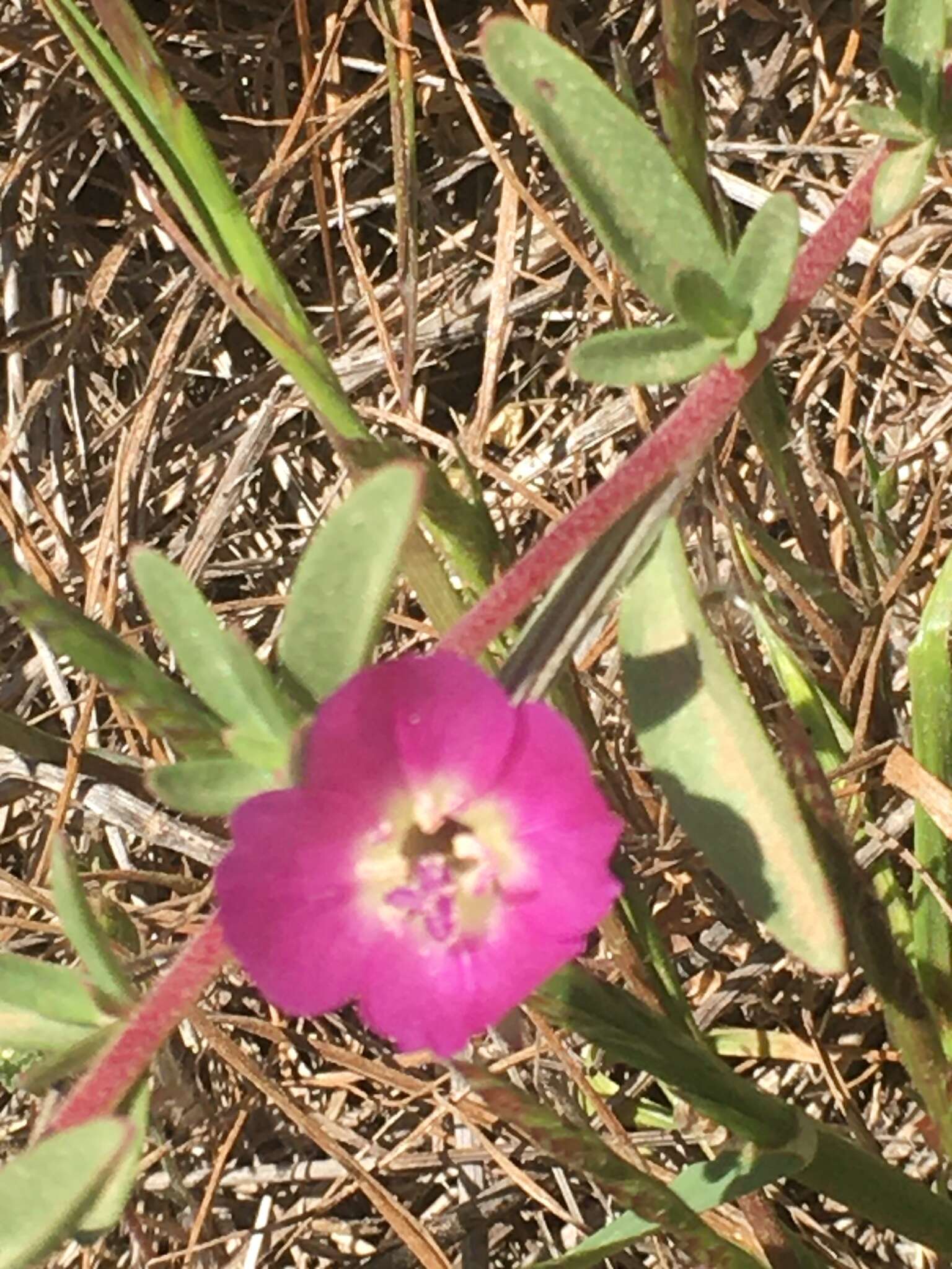 Plancia ëd Clarkia prostrata H. & M. Lewis