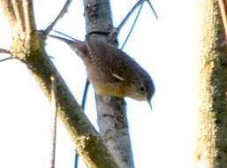 Image of House Wren