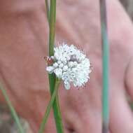 Image of naked buckwheat