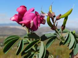 Imagem de Hypocalyptus coluteoides (Lam.) R. Dahlgren