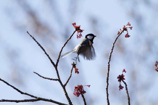 Image of Japanese Tit