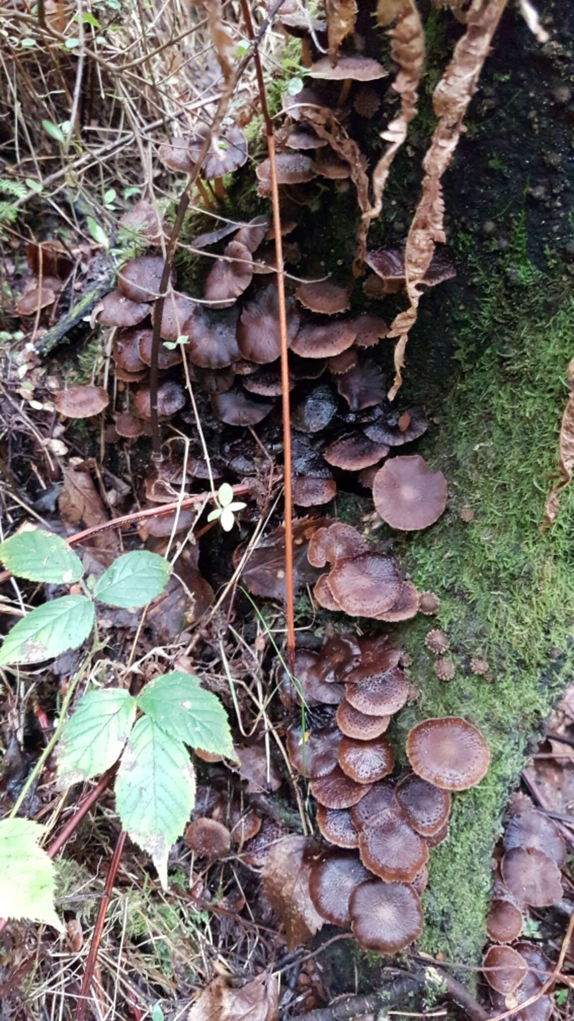 Image of Psathyrella echinata (Cleland) Grgur. 1997