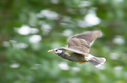 Image of White-cheeked Starling