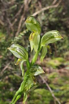 Image of Emerald-lip leafy greenhood