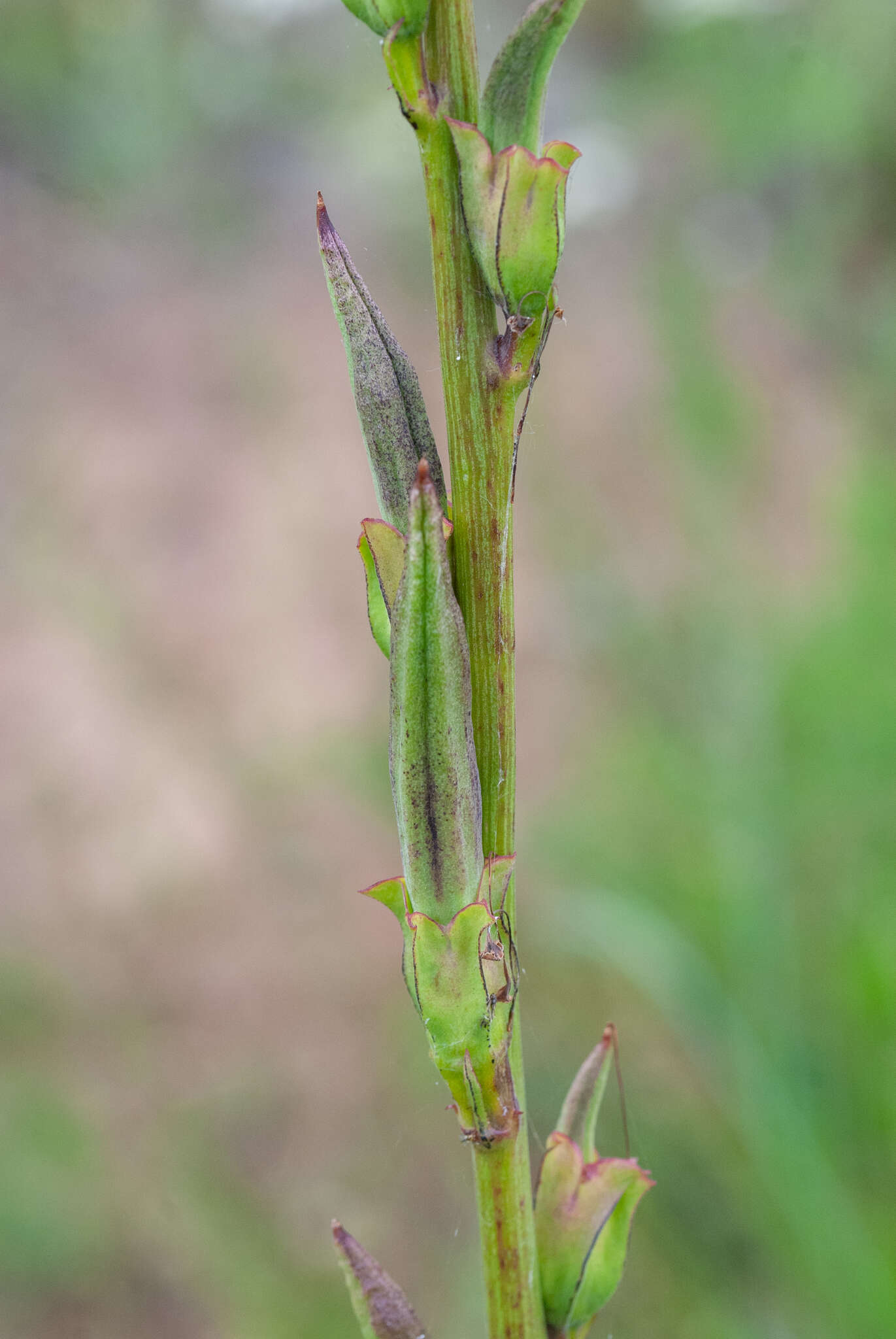 Image of Incarvillea lutea Bureau & Franch.