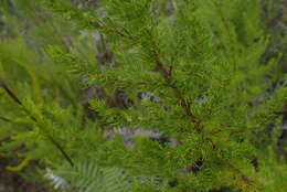 Image of Cliffortia paucistaminea Weim.