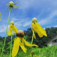 Image of pinnate prairie coneflower