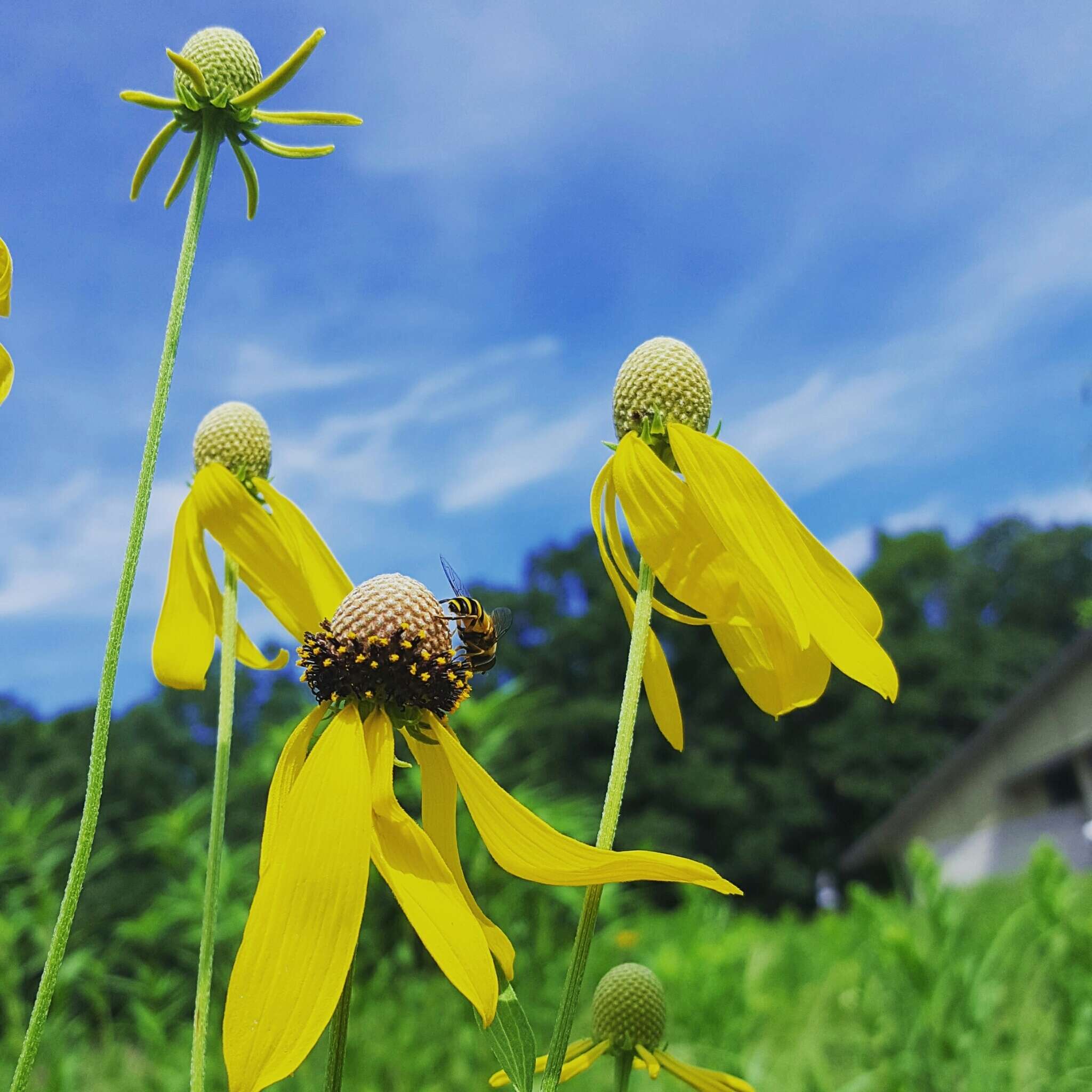 Image of pinnate prairie coneflower