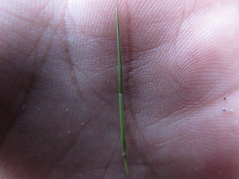 Image of Limestone Pappus Grass