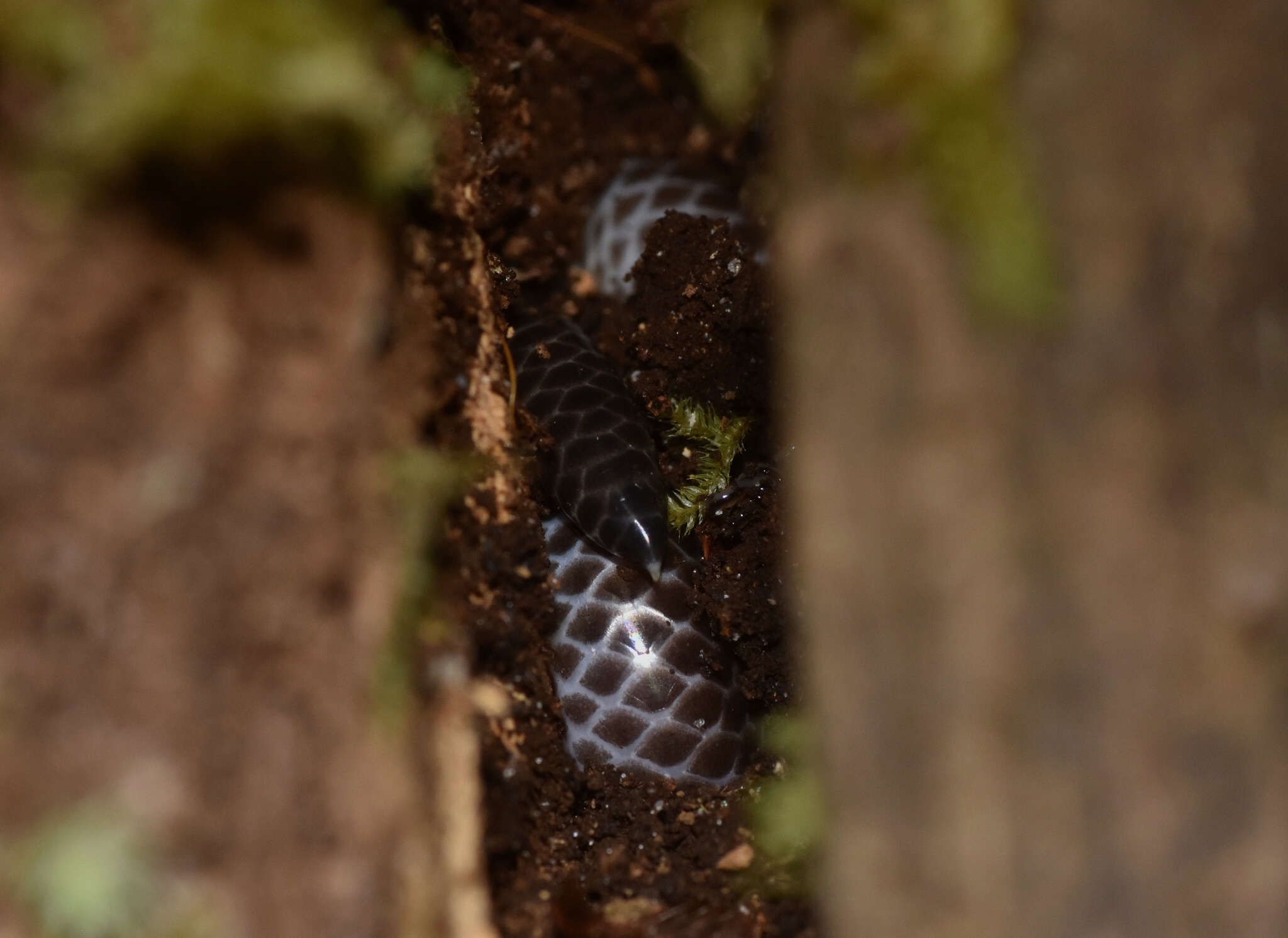 Слика од Trilepida macrolepis (Peters 1858)