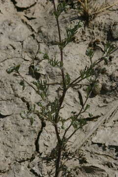 Image of Artemisia anethifolia Weber ex Stechm.