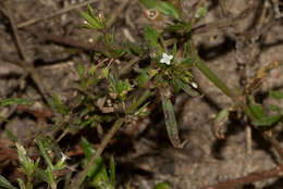 Image of Oldenlandia corymbosa var. caespitosa (Benth.) Verdc.