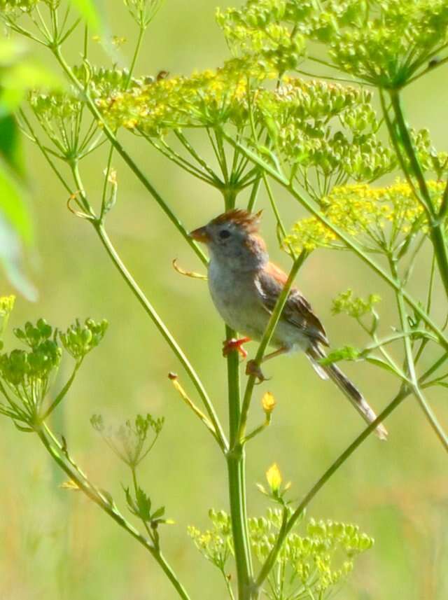 Image of Field Sparrow