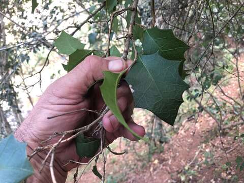 Image of Native holly