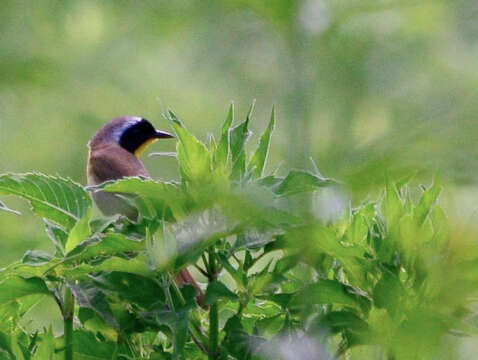 Geothlypis trichas (Linnaeus 1766) resmi