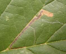 Image of Stigmella lemniscella (Zeller 1839) van Nieukerken 1986