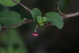 Image of Fuchsia encliandra subsp. tetradactyla (Lindl.) Breedlove