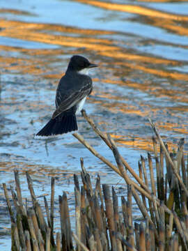 Image of Eastern Kingbird