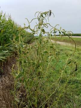 صورة Amaranthus tuberculatus var. rudis