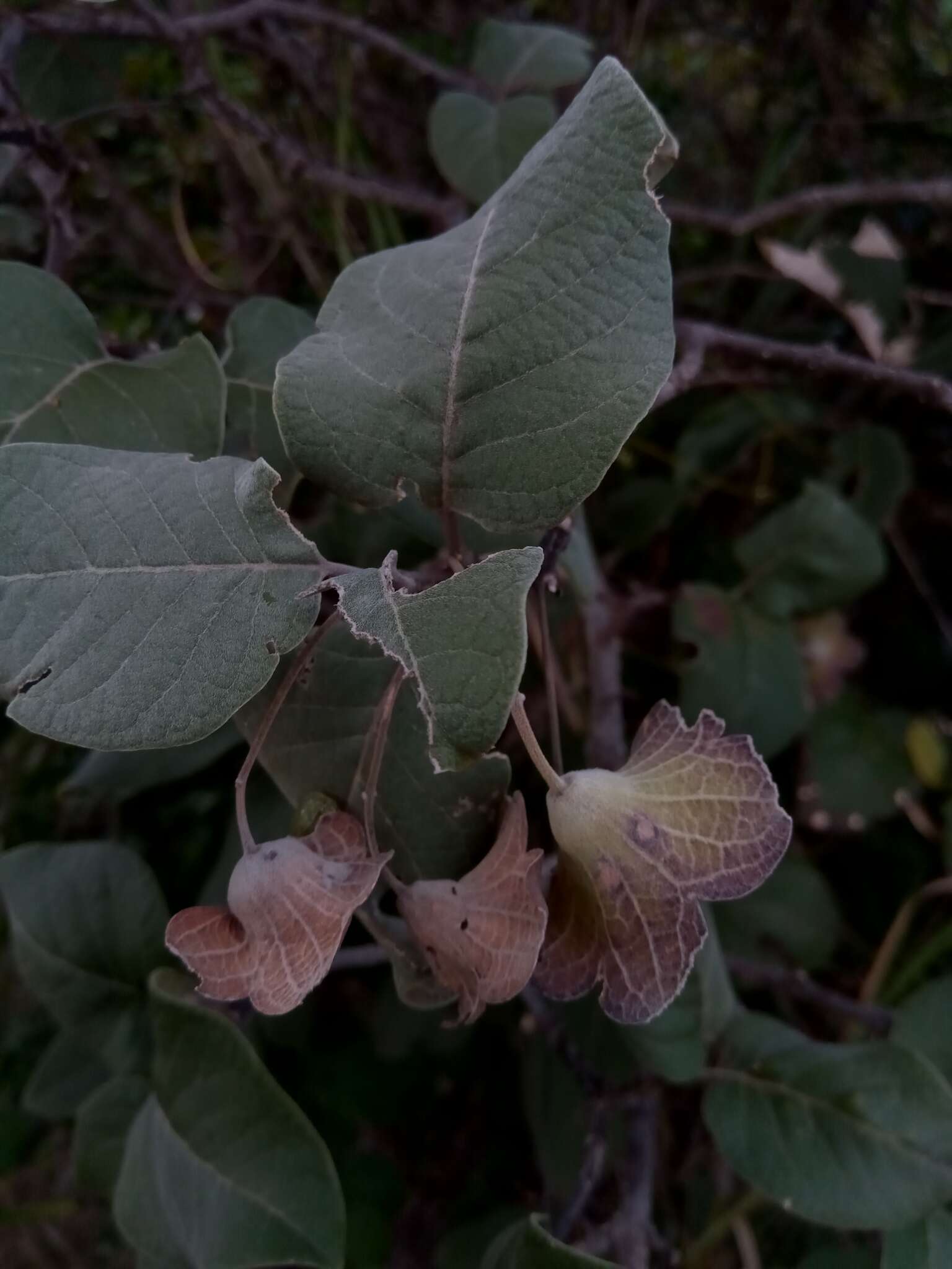 Image de Karomia macrocalyx (Baker) R. Fern.