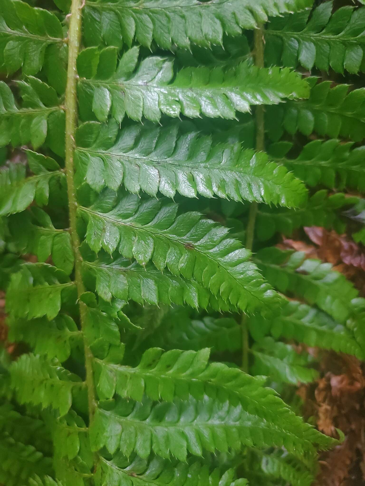 Image of Alaska hollyfern