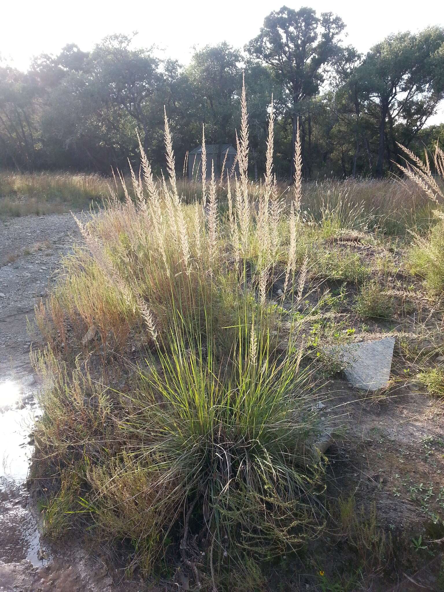 Image of Lindheimer's Muhly