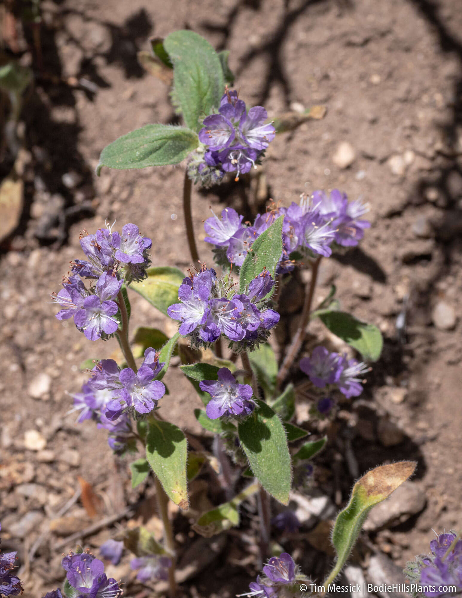 Image of low phacelia