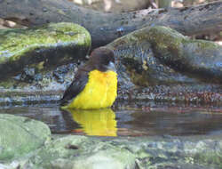 Image de Ploceus bicolor bicolor Vieillot 1819