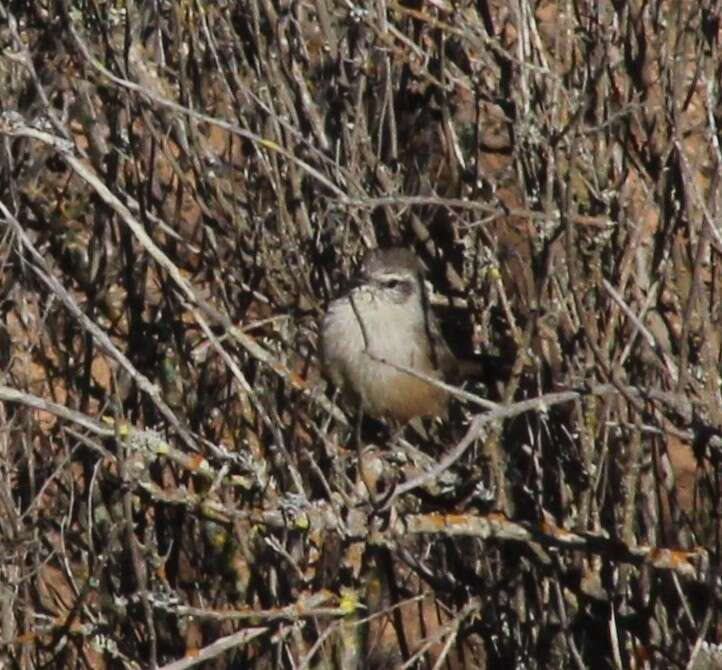 Image of Dusky-tailed Canastero