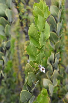 Image of Monttea chilensis var. taltalensis Reiche