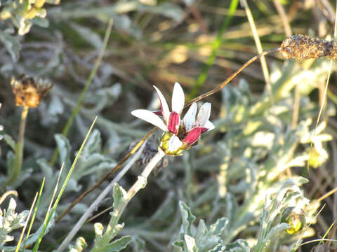 Image of Arctotis pinnatifida Thunb.