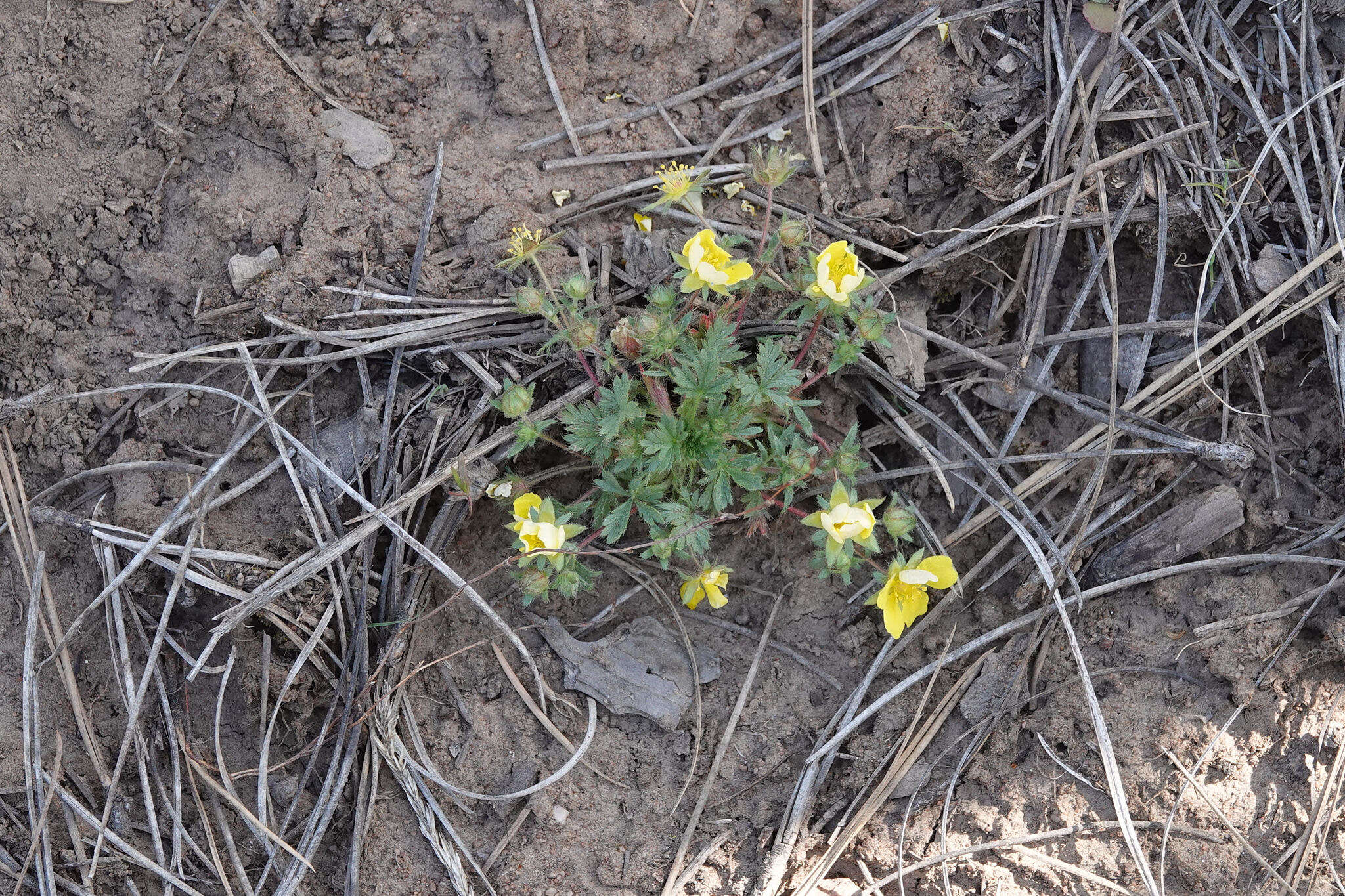 Image of Navajo cinquefoil