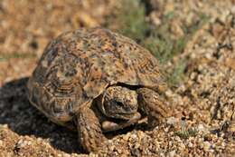 Image of Speckled tortoise