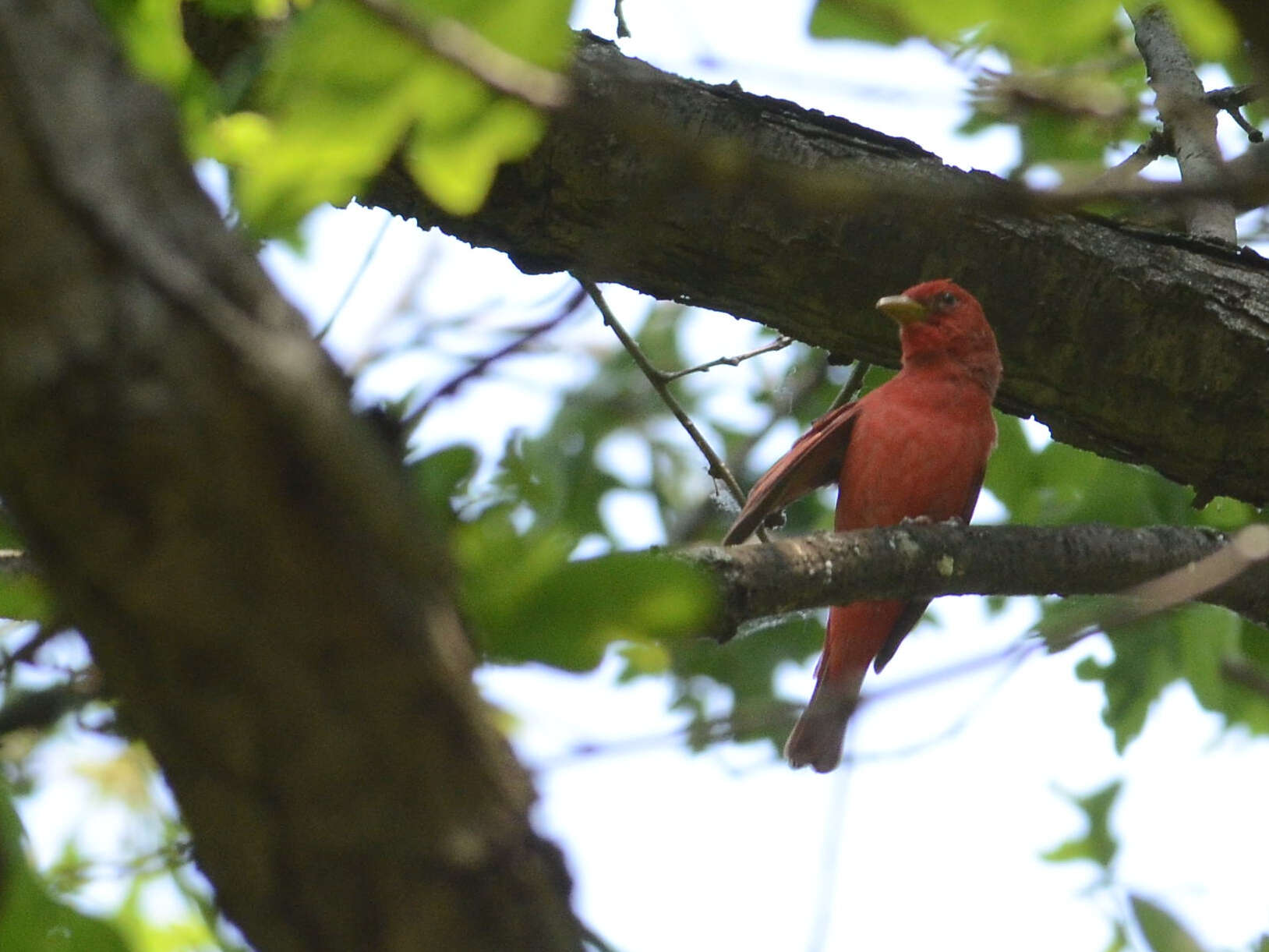 Image of Summer Tanager