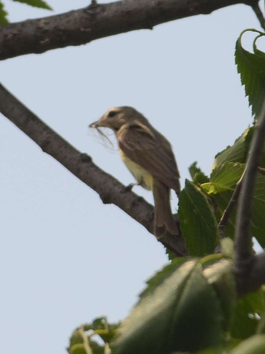 Vireo gilvus (Vieillot 1808) resmi