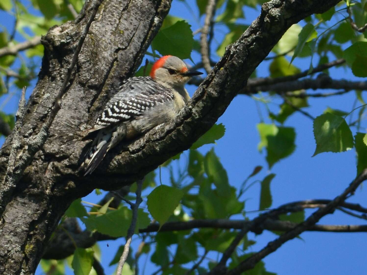 Image of Red-bellied Woodpecker