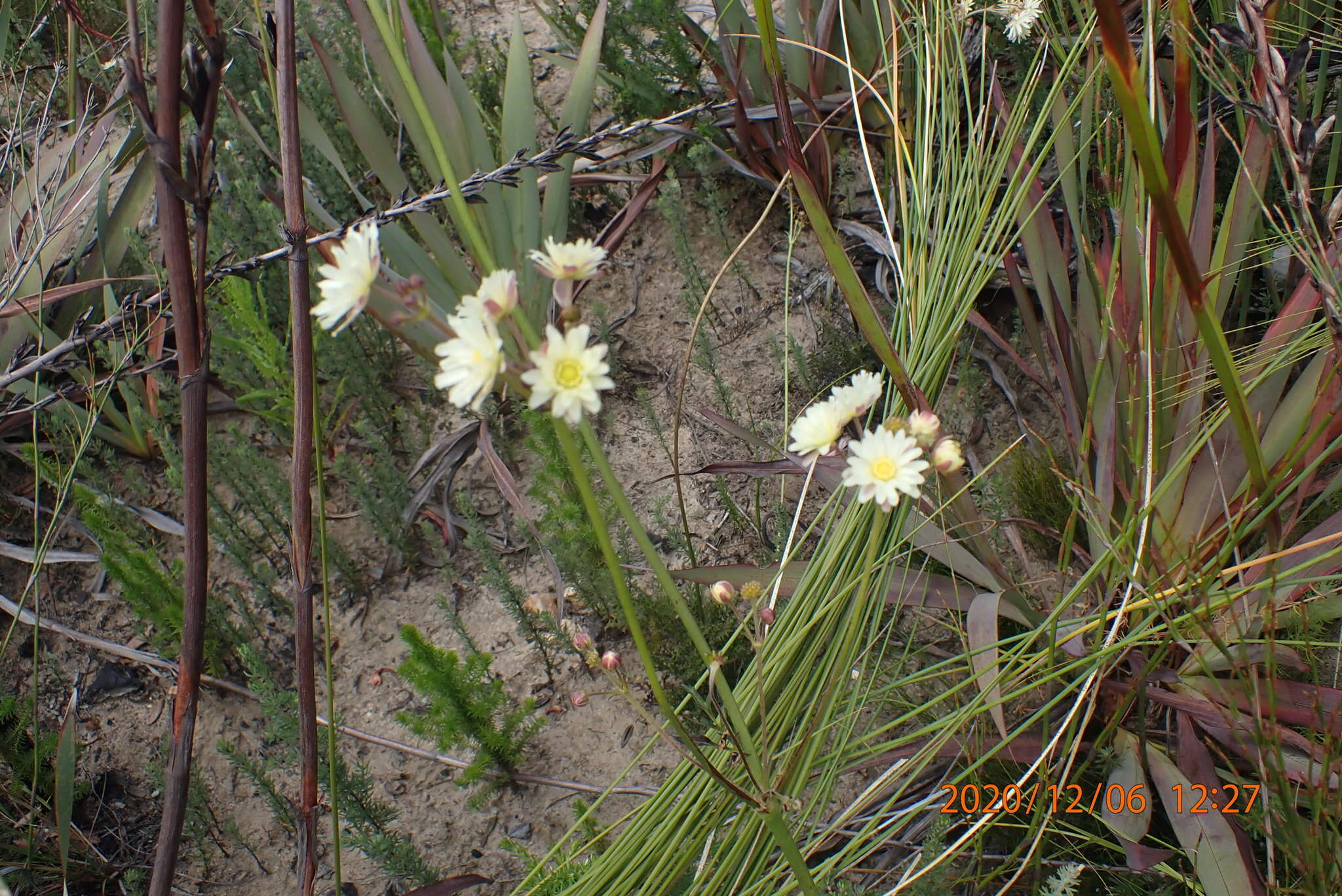 Image of Knowltonia filia (L. fil.) Durand & Schinz