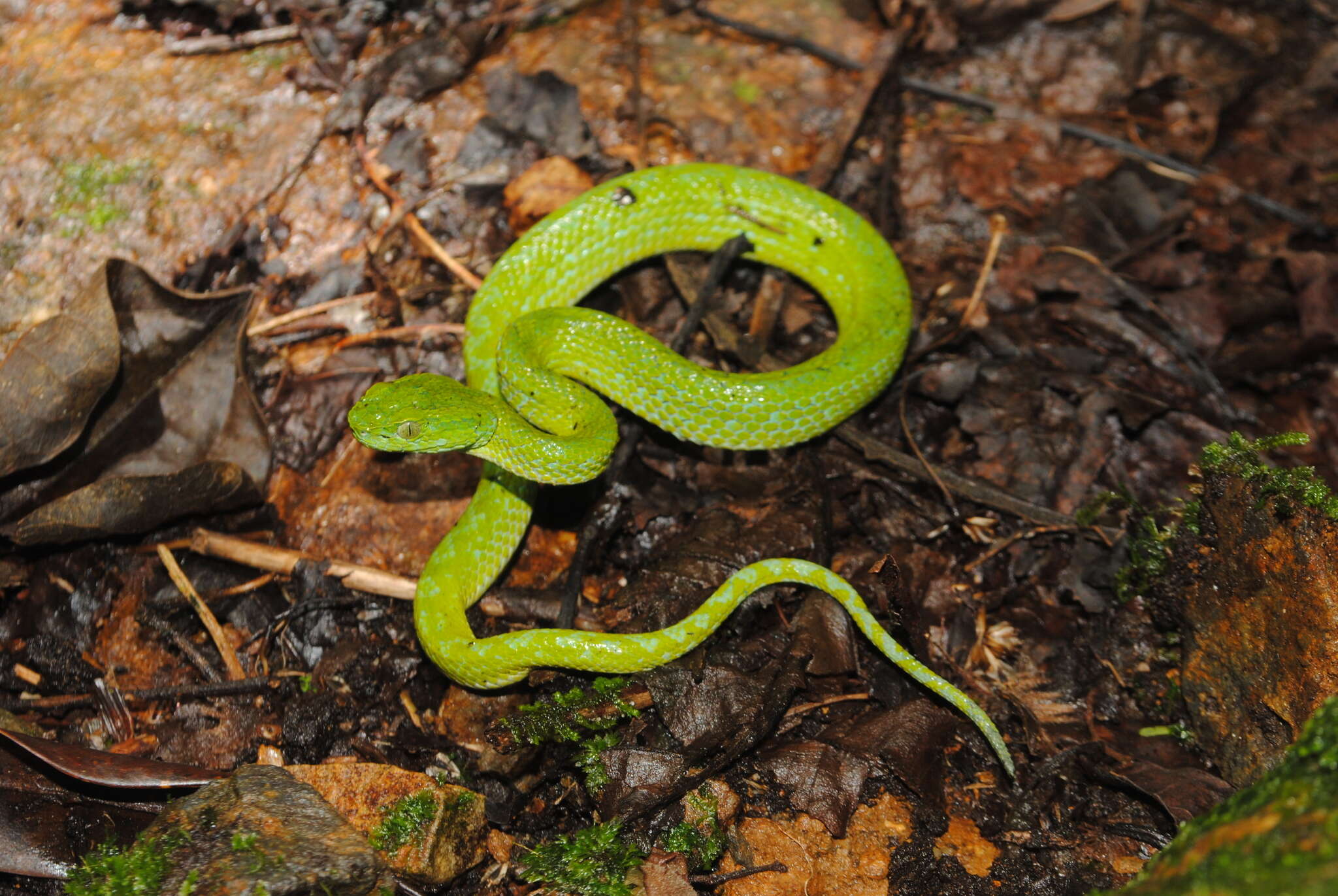 Image of March's Palm Pit Viper