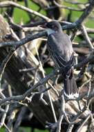 Image of Eastern Kingbird