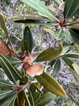 Image of Acridocarpus austrocaledonicus Baill.