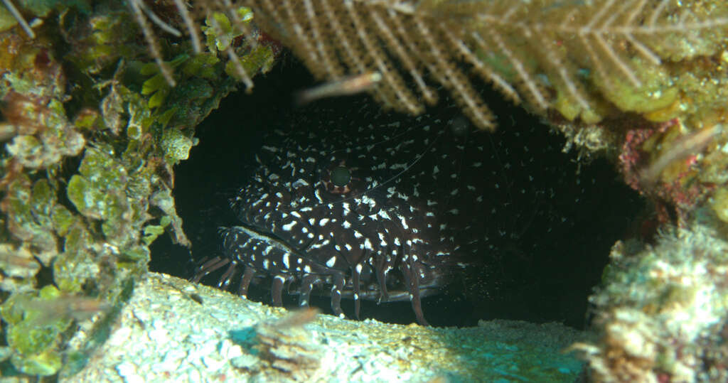 Image of Whitespotted Toadfish
