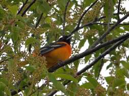 Image of Baltimore Oriole