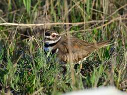 Image of Killdeer