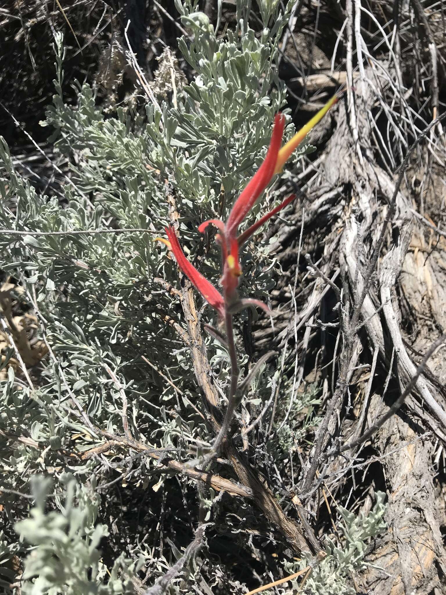 Слика од Castilleja subinclusa var. jepsonii (Bacig. & Heckard) J. M. Egger