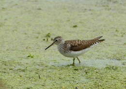 Image of Solitary Sandpiper