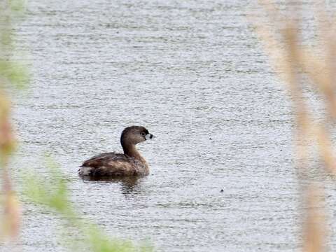 Image of Pied-billed Grebe