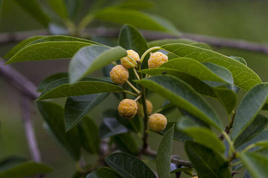 Image of Cudrania cochinchinensis (Lour.) Yakuro Kudo & Masamune