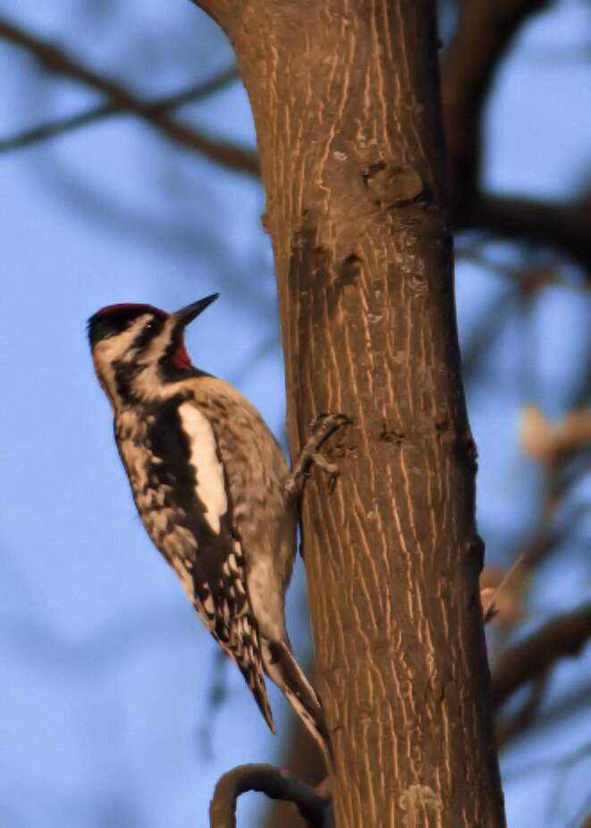 Image of Sapsucker