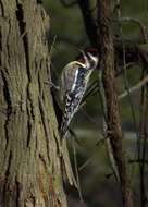 Image of Sapsucker